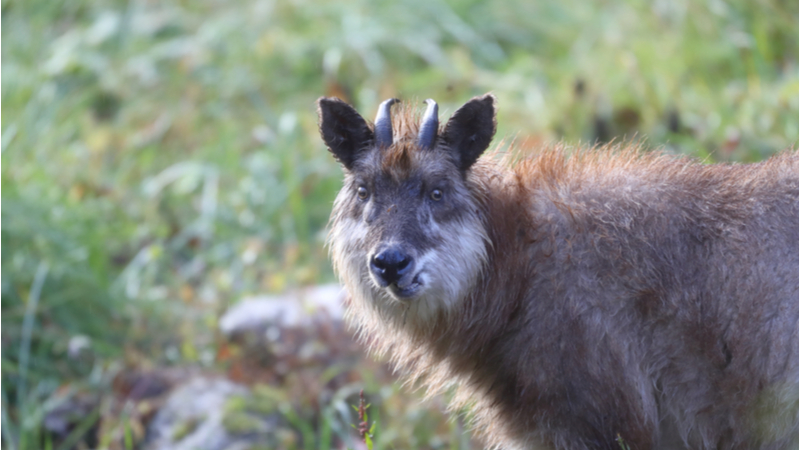 2019年度 連続講座 「野生動物を知る」 第4回 高山帯におけるカモシカの生態~カモシカ最新研究~