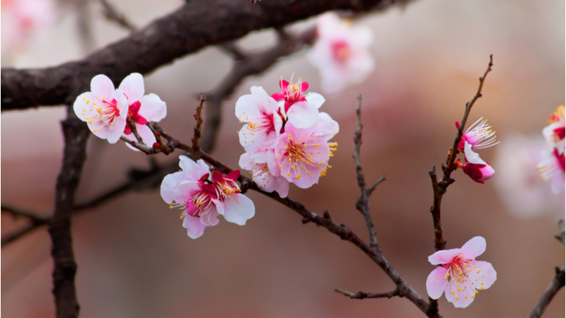 徳島市の花「さくら」フォトコンテスト